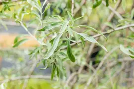 Pyrus salicifolia 'Pendula' (Sierpeer 'Pendula') - afbeelding 19