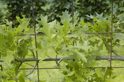 Quercus (Eik) - afbeelding 2