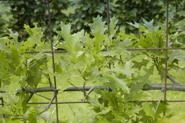 Quercus (Eik) - afbeelding 2