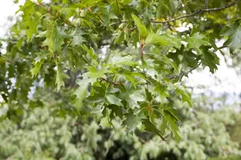 Quercus (Eik) - afbeelding 1
