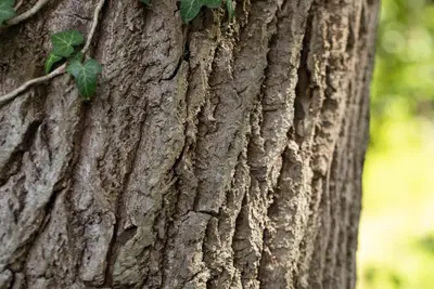 Quercus (Eik) - afbeelding 4