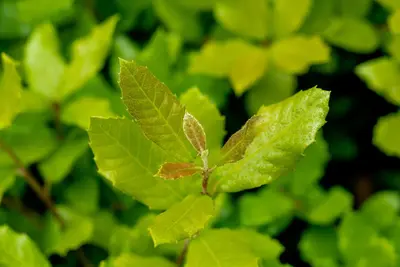 Quercus ilex (Steeneik) - afbeelding 1