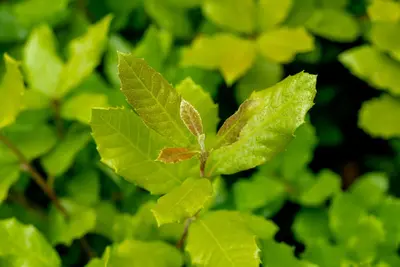 Quercus ilex (Steeneik) - afbeelding 2