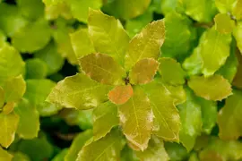 Quercus ilex (Steeneik) - afbeelding 3