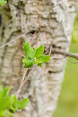 Quercus suber (Kurkeik) - afbeelding 2