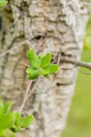 Quercus suber (Kurkeik) - afbeelding 2