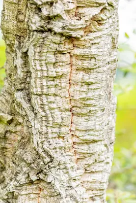 Quercus suber (Kurkeik) - afbeelding 4