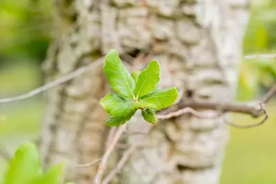 Quercus suber (Kurkeik) - afbeelding 1