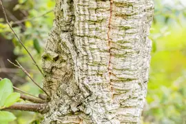 Quercus suber (Kurkeik) - afbeelding 3
