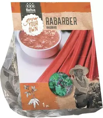 Rabarber holsteiner blut 1 stuks - afbeelding 1