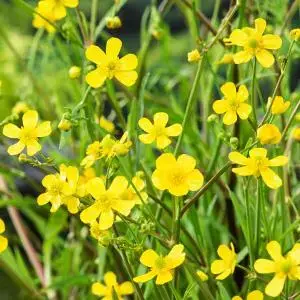 Ranunculus flammula (Egelsboterbloem) - afbeelding 1