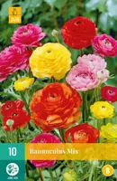 Ranunculus mix 10 stuks - afbeelding 1