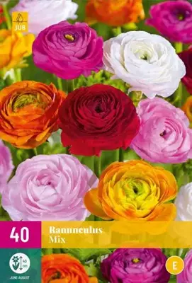 Ranunculus mix 40 stuks - afbeelding 2