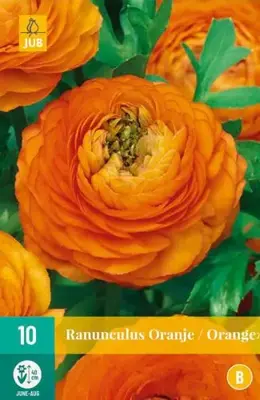 Ranunculus oranje/orange 10 stuks - afbeelding 3