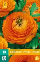 Ranunculus oranje/orange 10 stuks - afbeelding 3