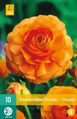 Ranunculus oranje/orange 10 stuks - afbeelding 1