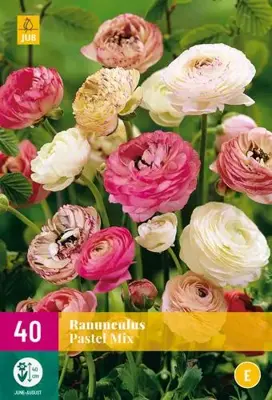 Ranunculus pastel mix 40 stuks - afbeelding 2