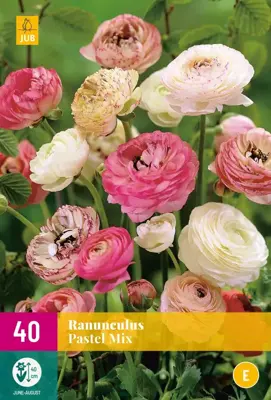 Ranunculus pastel mix 40 stuks - afbeelding 1
