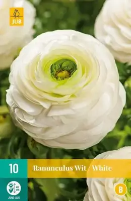Ranunculus wit/white 10 stuks - afbeelding 2