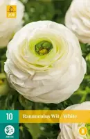 Ranunculus wit/white 10 stuks - afbeelding 2