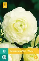 Ranunculus wit/white 10 stuks - afbeelding 1