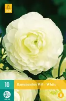 Ranunculus wit/white 10 stuks - afbeelding 1