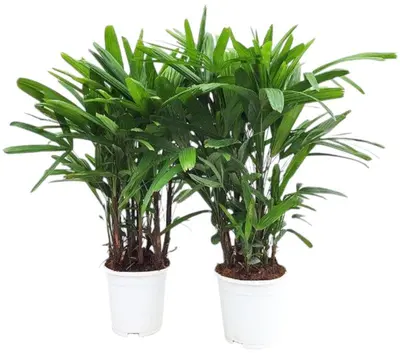 Rhapis excelsa p17 - afbeelding 1