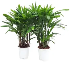 Rhapis excelsa p17 - afbeelding 1