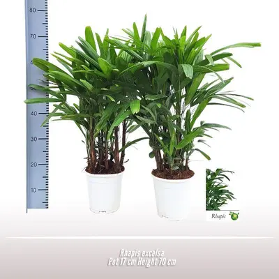 Rhapis excelsa p17 - afbeelding 2