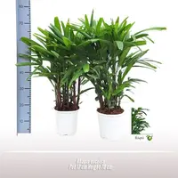 Rhapis excelsa p17 - afbeelding 2