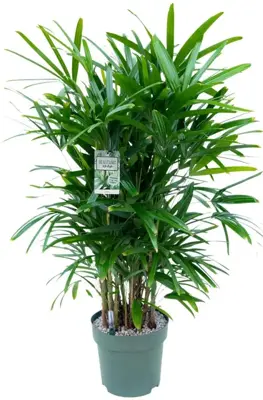Rhapis excelsa (Stokpalm) 130cm - afbeelding 1