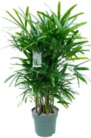 Rhapis excelsa (Stokpalm) 130cm - afbeelding 1