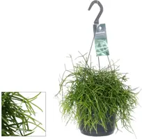 Rhipsalis baccifera 'Oasis' (Rotskoraal) 35cm - afbeelding 2