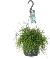 Rhipsalis baccifera 'Oasis' (Rotskoraal) 35cm - afbeelding 1