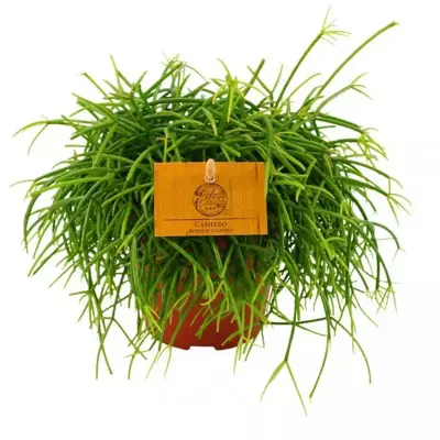 Rhipsalis cashero (Koraalcactus) 20cm - afbeelding 1