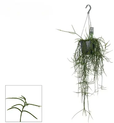 Rhipsalis floccosa 40cm - afbeelding 1