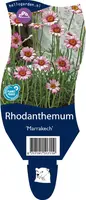 Rhodanthemum (Margriet) - afbeelding 1