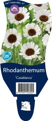 Rhodanthemum (Margriet) - afbeelding 1