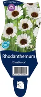 Rhodanthemum (Margriet) - afbeelding 1
