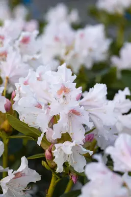 Rhododendron 'Cunningham´s White' (Rododendron 'Cunningham´s White') - afbeelding 5