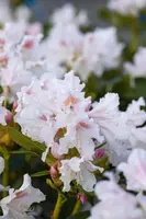 Rhododendron 'Cunningham´s White' (Rododendron 'Cunningham´s White') - afbeelding 5