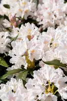 Rhododendron 'Cunningham´s White' (Rododendron 'Cunningham´s White') - afbeelding 9