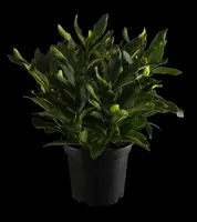 Rhododendron 'Cunningham´s White' (Rododendron 'Cunningham´s White') - afbeelding 1