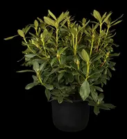 Rhododendron 'Cunningham´s White' (Rododendron 'Cunningham´s White') - afbeelding 2