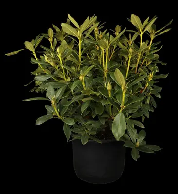 Rhododendron 'Cunningham´s White' (Rododendron 'Cunningham´s White') - afbeelding 2