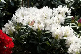 Rhododendron 'Cunningham´s White' (Rododendron 'Cunningham´s White') - afbeelding 3