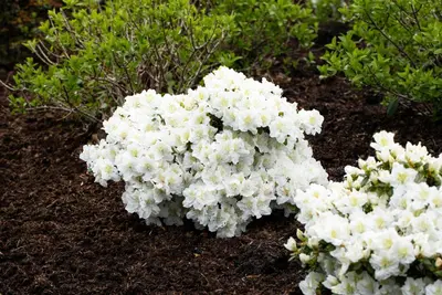 Rhododendron 'Cunningham´s White' (Rododendron 'Cunningham´s White') - afbeelding 6