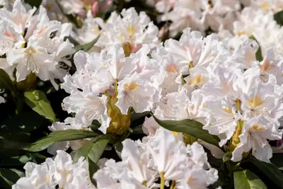 Rhododendron 'Cunningham´s White' (Rododendron 'Cunningham´s White') - afbeelding 8