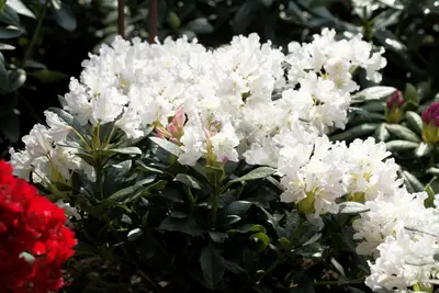 Rhododendron 'Cunningham´s White' (Rododendron 'Cunningham´s White') - afbeelding 3