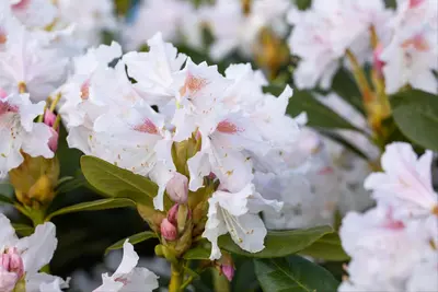 Rhododendron 'Cunningham´s White' (Rododendron 'Cunningham´s White') - afbeelding 4